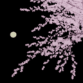 Blender 桜 3DCG モデリング 月夜 Sapling Tree gen アドオン