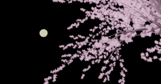 Blender 桜 3DCG モデリング 月夜 Sapling Tree gen アドオン